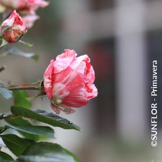 ©SUNFLOR - Primavera